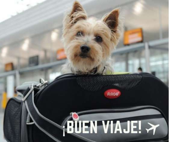 Certificado Veterinario Para Viajar Al Exterior Pasaporte En Centro