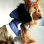 Canine Couture, ropa para perros con onda!