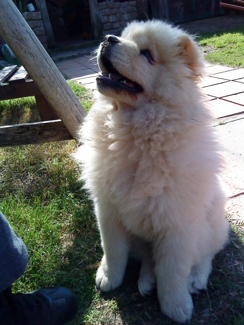 Se Busca Macho Chow Chow De