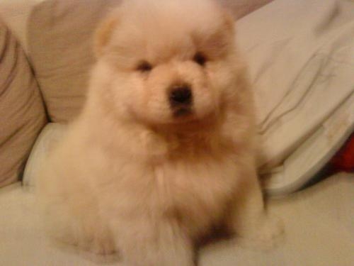 Se Busca Macho Chow Chow De Color Blanco Para Cruzar Con Una Hembra