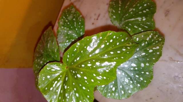 Planta begonia ala de ángel en Colón - Decoración y jardín | 212111