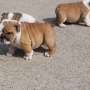 Bulldog Ingles para adopcion